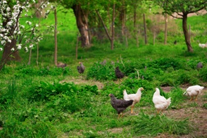 Homesteading Month Supports Canadian Farming Image